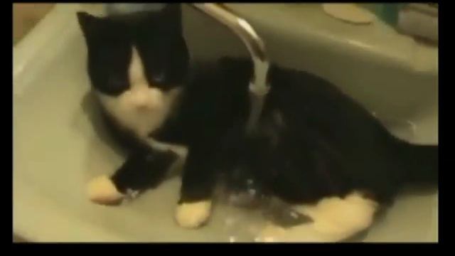 Забавные, смешные котята!