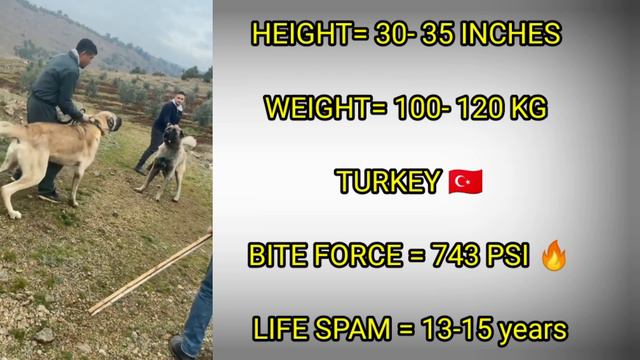 Kangal Vs Alabai Dog -  Comparison | Alabai vs Kangal Shepherd Dog - who is stronger ?