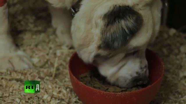 Ветеринарная клиника Девятая серия смотреть онлайн