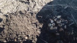 Весенняя добыча топинамбура. Топинамбур что это такое? Деревенская жизнь.