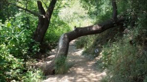 Заповедники Израиля - Баниас / Nature reserves. Israel.Banias/ בניאס