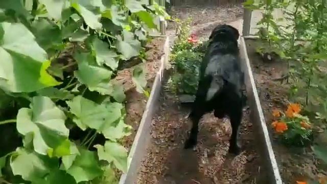 А вы соскучились по дачному сезону? смотреть онлайн