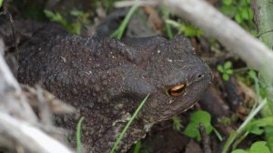 Bufo bufo, Common toad, Обыкновенная жаба