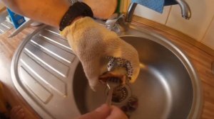 Как быстро почистить рапана.How to quickly clean Rapana.