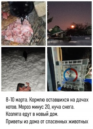 8-10 марта. Кормлю оставшихся на дачах котов. Мороз минус 20, куча снега. Козлята едут в новый дом.