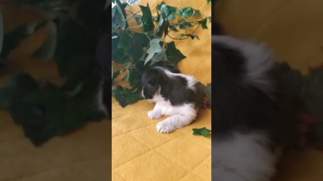 йоркширский терьер щенок йорк цена купить продажа питомник москва смотреть онлайн