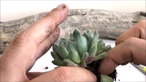 ECHEVERIA SETOSA VAR. DEMINUTA | Setosa FO-42