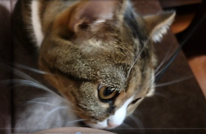 Сколько может Британский кот меня мыть?