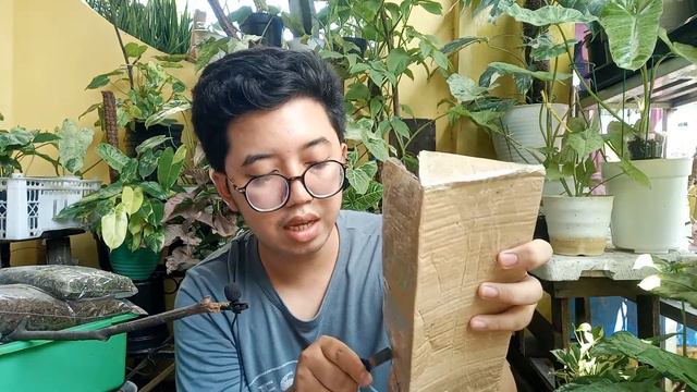 Syngonium T25 !! || Unboxing Dan Review! #syngonium