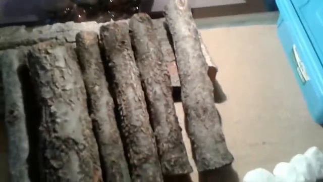 Яйцо эублефара смотреть онлайн