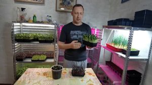 КАК ПРОДАВАТЬ МИКРОЗЕЛЕНЬ - КОМУ ПРОДАВАТЬ МИКРОЗЕЛЕНЬ - ПО КАКОЙ ЦЕНЕ ПРОДАВАТЬ?