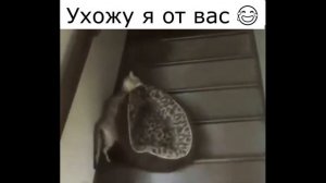 Смешные коты, котики, котята #8