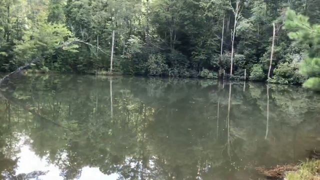 Дикая природа Америки - лесная тропа верхом на лошади. Вафли - самая популярная еда в южных  штатах смотреть онлайн