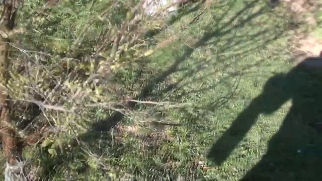 Обработка деревьев от муравьёв и тли. Применение дёгтя #15 смотреть онлайн