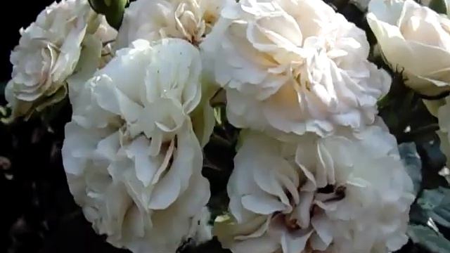 Роза пастелла. Pastella. летнее цветение смотреть онлайн