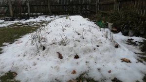 Доращивание саженцев голубики глубокой осенью в теплице и зимовка под снегом для сохранения прирост