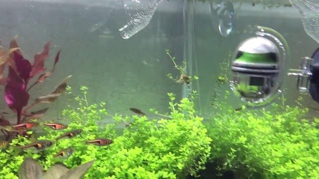 Hemianthus Cuba, hemianthus micranthemoides, hydrocotyle tripartita, eleocharis, aquascaping day 4 смотреть онлайн