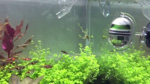 Hemianthus Cuba, hemianthus micranthemoides, hydrocotyle tripartita, eleocharis, aquascaping day 4