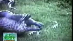 Boa swallowed hippo! Удав проглотил бегемота!