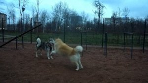 Собаки играют: видео с площадки для выгула