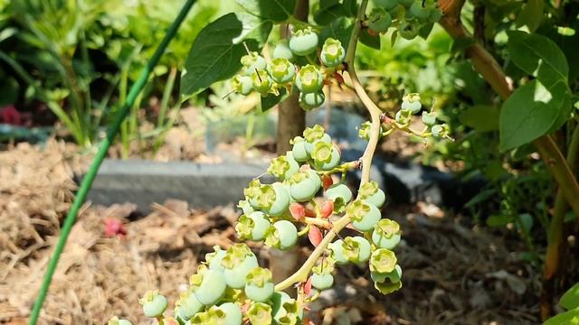 Обзор молодых кустов голубики,урожайность. смотреть онлайн