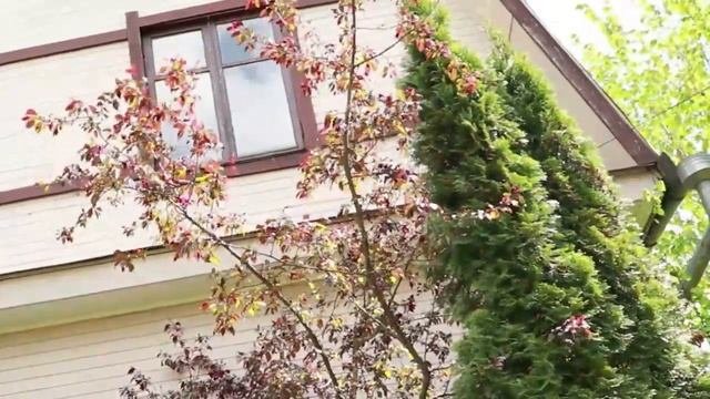 Что посадить рядом?  Приём составления композиций