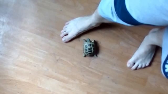 Черепаха убийца=))