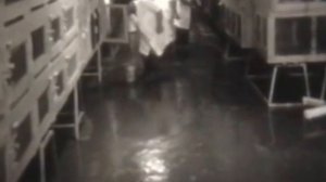 Пресмыкающиеся