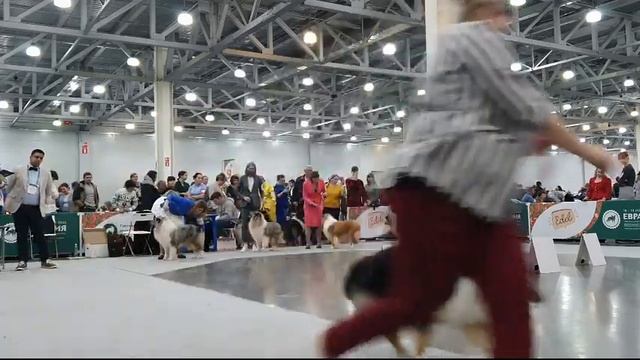 19.11.2023, Москва."Евразия-2023-2. Ринг колли д/ш смотреть онлайн