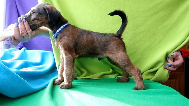 О ирландский терьер : Щенок Золотой Романтик Авен смотреть онлайн