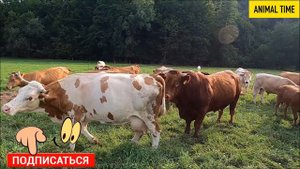 Спокойное видео с КОРОВАМИ для детей и взрослых. Мычание коровы.