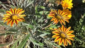 Газания (гацания) выращенная из семян.