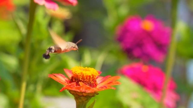 Музыка лечит и замедляет процессы старения? Успокаивающая музыка для спа, йоги, учебы, снятия стрес смотреть онлайн