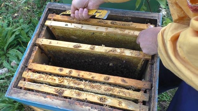 Осінняя Ревизія бджіл (правильна збірка гнізда на зиму)