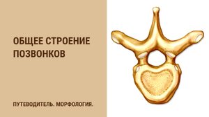 Общее строение позвонков.