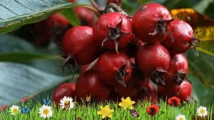 Боярышник сливолистный ? Обзор: посадка и уход. крупномеры боярышника : описание и особенности