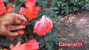 РОЗЫ -12 самых устойчивых к жаре !!! Салита - супер сорт❤️❤️❤️?!