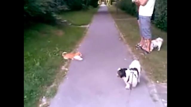 Подборка приколов с кошками!!№3 смотреть онлайн