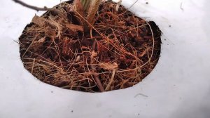 Выводы выращивания клубники с использованием малооблёмной технологии в кокосовых матах! (1 серия)