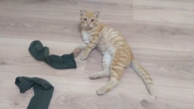 ОБЪЯСНЯЮ КОТУ ГЕНИАЛЬНОСТЬ ЕГОРА ЛЕТОВА смотреть онлайн