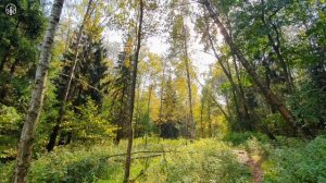 Sound of a Forest River and Birds Singing  10 Hours for Deep Sleep and Relaxation