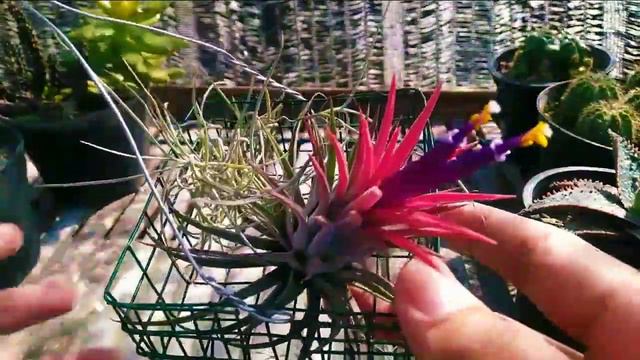 tillandsia in bloom air plants смотреть онлайн