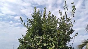 Гагра,Абхазия,лавровый лист растет везде!