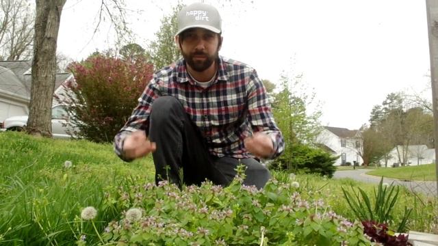 Potential Pantry Purple Dead Nettle смотреть онлайн
