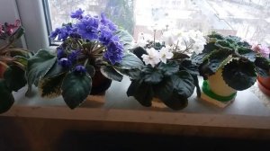 #401.как сохранить фиалки зимой,уход полив