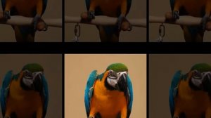 Птицы Попугай ара