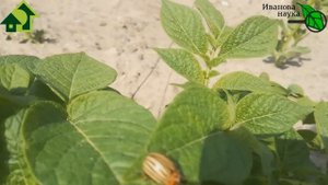 Избавиться от КОЛОРАДСКОГО ЖУКА и ФИТОФТОРЫ ЗА 1 РАЗ! ДВОЙНОЙ УДАР ПО БОЛЕЗНЯМ и ВРЕДИТЕЛЯМ.