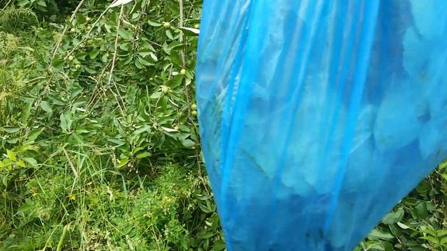 Яблоня сломалась пополам под тяжестью яблок или урагана что делать?Яблоня плодоносит обильно смотреть онлайн