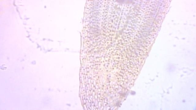 BIOLOGY 10 - Basic Microscope Setup And Use