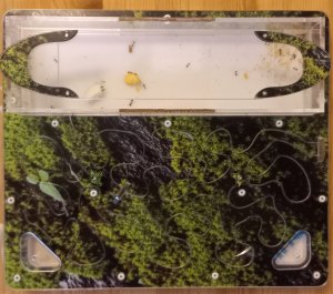 Отрывок из жизни муравьев жнецов